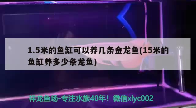 1.5米的魚缸可以養(yǎng)幾條金龍魚(15米的魚缸養(yǎng)多少條龍魚) 國產元寶鳳凰魚