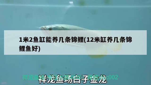 1米2魚(yú)缸能養(yǎng)幾條錦鯉(12米缸養(yǎng)幾條錦鯉魚(yú)好)