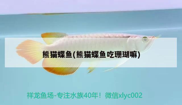 熊貓蝶魚(熊貓蝶魚吃珊瑚嘛)