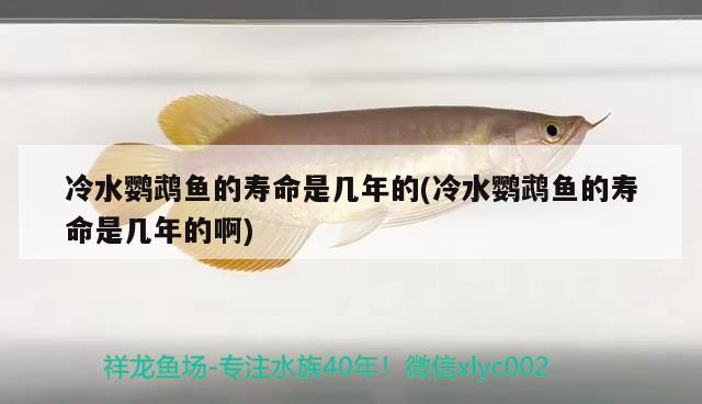 冷水鸚鵡魚(yú)的壽命是幾年的(冷水鸚鵡魚(yú)的壽命是幾年的啊)