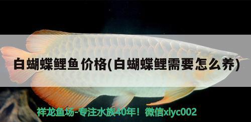 白蝴蝶鯉魚價(jià)格(白蝴蝶鯉需要怎么養(yǎng)) 蝴蝶鯉