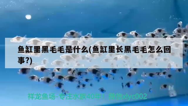 魚缸里黑毛毛是什么(魚缸里長黑毛毛怎么回事?) 福魟魟魚