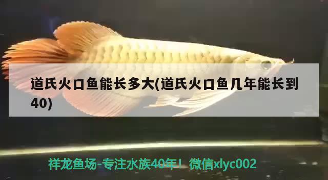 道氏火口魚(yú)能長(zhǎng)多大(道氏火口魚(yú)幾年能長(zhǎng)到40) 觀賞魚(yú)