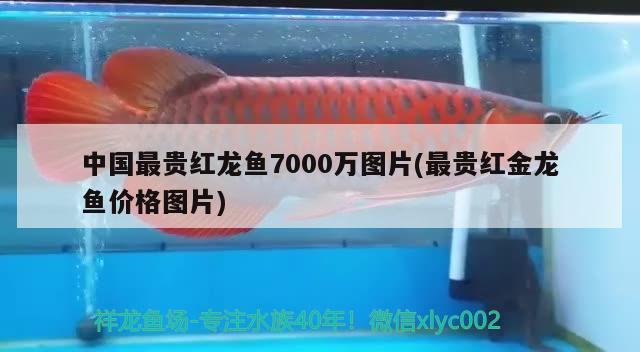 中國(guó)最貴紅龍魚7000萬(wàn)圖片(最貴紅金龍魚價(jià)格圖片)