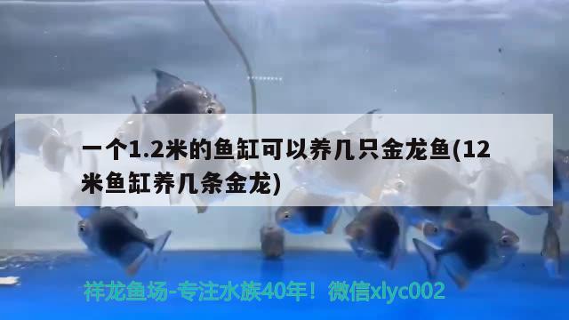 一個(gè)1.2米的魚缸可以養(yǎng)幾只金龍魚(12米魚缸養(yǎng)幾條金龍) 赤荔鳳冠魚 第3張