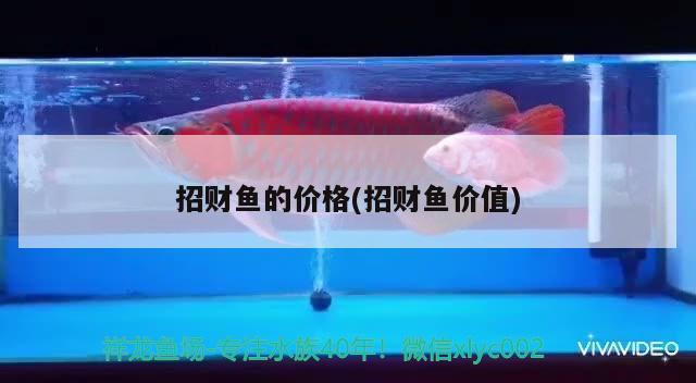 招財魚的價格(招財魚價值) 觀賞魚