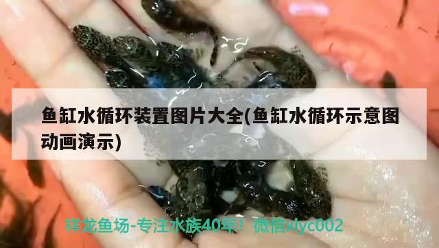 魚缸水循環(huán)裝置圖片大全(魚缸水循環(huán)示意圖動(dòng)畫演示) 杰西卡恐龍魚