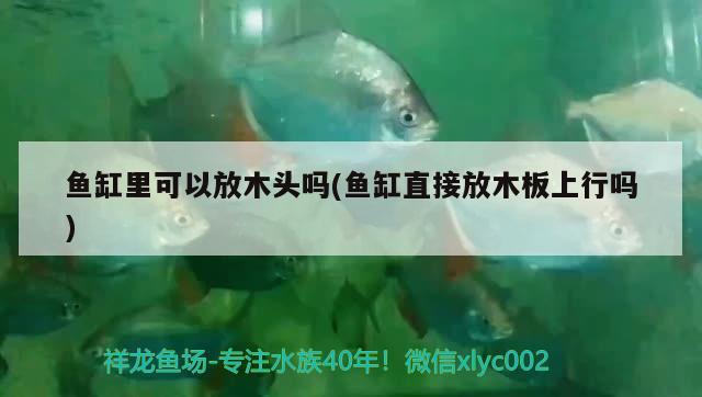 魚缸里可以放木頭嗎(魚缸直接放木板上行嗎)