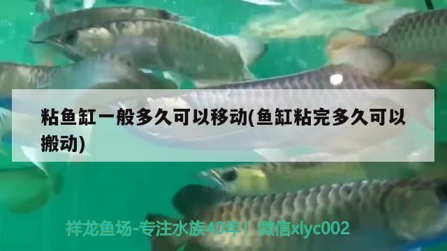 粘魚缸一般多久可以移動(dòng)(魚缸粘完多久可以搬動(dòng)) 錦鯉池魚池建設(shè)