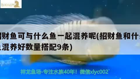 招財魚可與什么魚一起混養(yǎng)呢(招財魚和什么魚混養(yǎng)好數(shù)量搭配9條) 觀賞魚