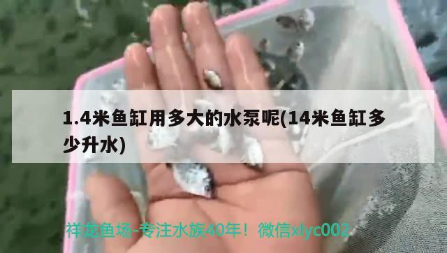 1.4米魚(yú)缸用多大的水泵呢(14米魚(yú)缸多少升水) 錦鯉魚(yú)百科