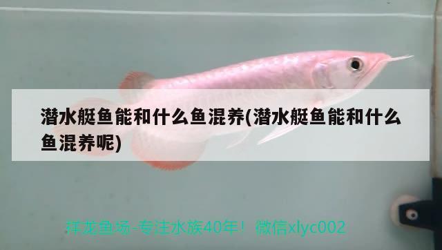 潛水艇魚(yú)能和什么魚(yú)混養(yǎng)(潛水艇魚(yú)能和什么魚(yú)混養(yǎng)呢)