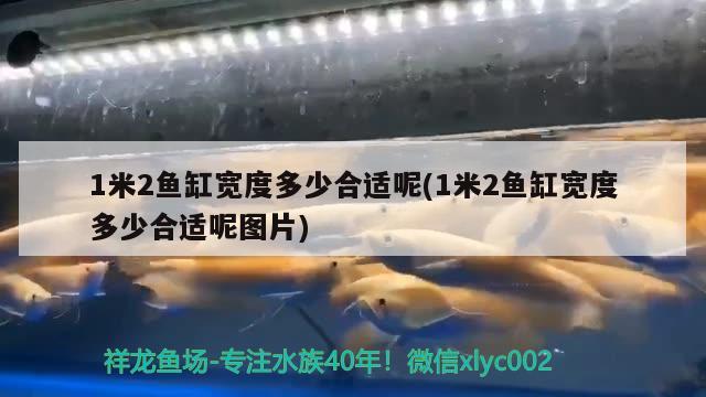 1米2魚缸寬度多少合適呢(1米2魚缸寬度多少合適呢圖片)