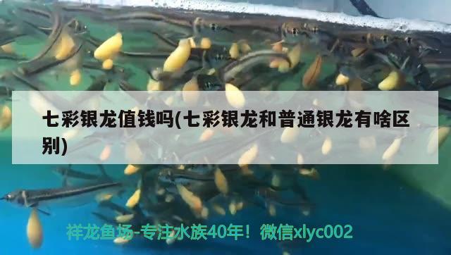 七彩銀龍值錢嗎(七彩銀龍和普通銀龍有啥區(qū)別) 觀賞魚