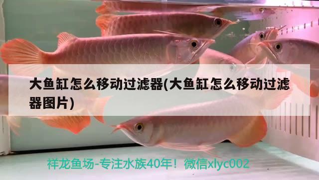 大魚缸怎么移動過濾器(大魚缸怎么移動過濾器圖片)