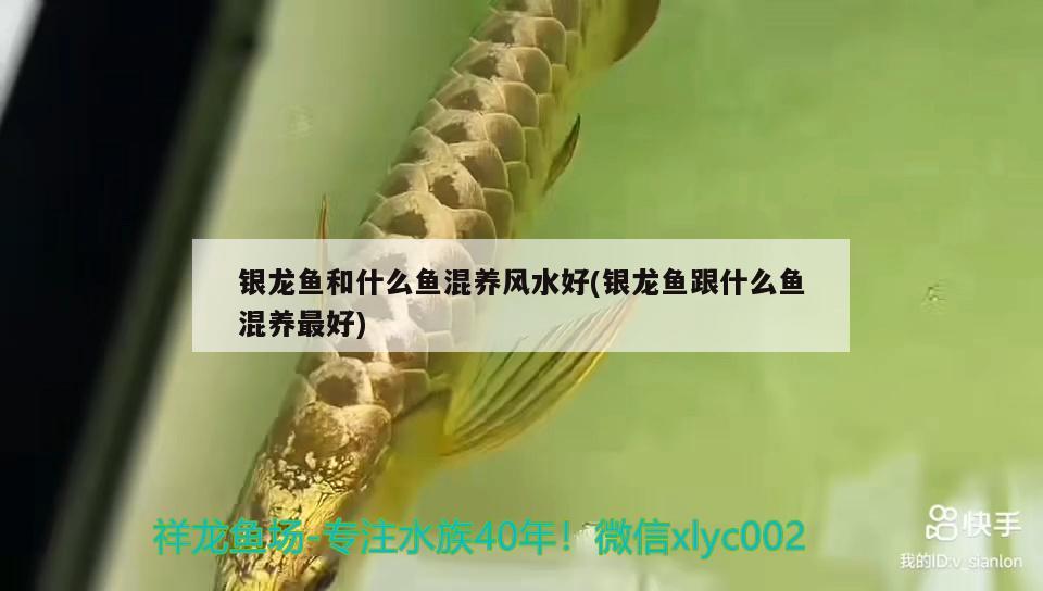 銀龍魚和什么魚混養(yǎng)風(fēng)水好(銀龍魚跟什么魚混養(yǎng)最好)