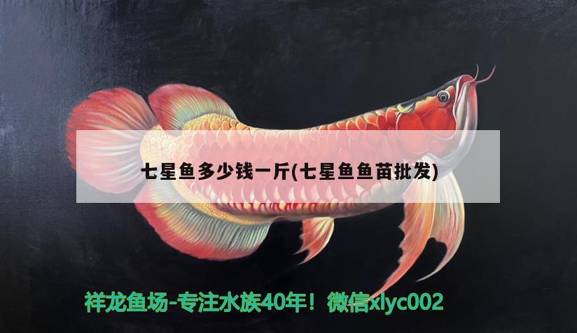 七星魚多少錢一斤(七星魚魚苗批發(fā))