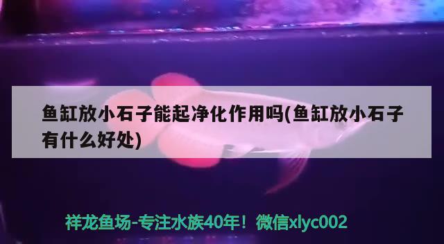 魚缸放小石子能起凈化作用嗎(魚缸放小石子有什么好處) 戰(zhàn)車紅龍魚