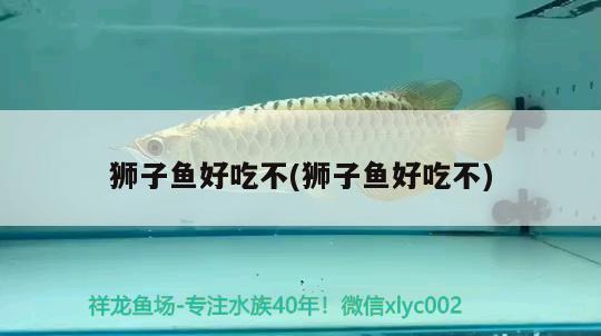 獅子魚(yú)好吃不(獅子魚(yú)好吃不)