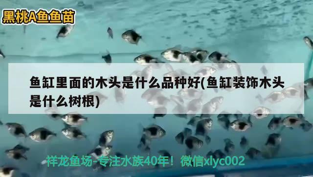 魚缸里面的木頭是什么品種好(魚缸裝飾木頭是什么樹根)