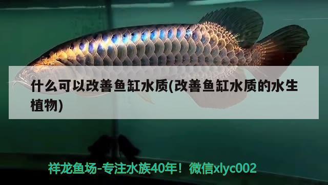 什么可以改善魚缸水質(zhì)(改善魚缸水質(zhì)的水生植物)