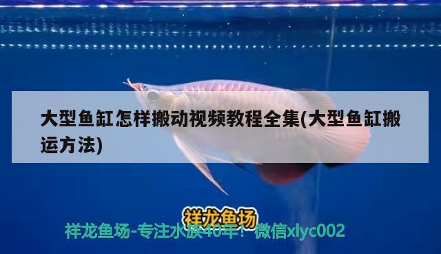 大型魚缸怎樣搬動(dòng)視頻教程全集(大型魚缸搬運(yùn)方法) 大嘴鯨魚