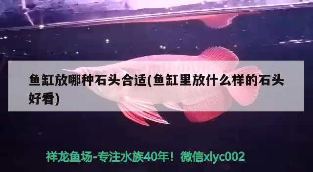 魚缸放哪種石頭合適(魚缸里放什么樣的石頭好看)