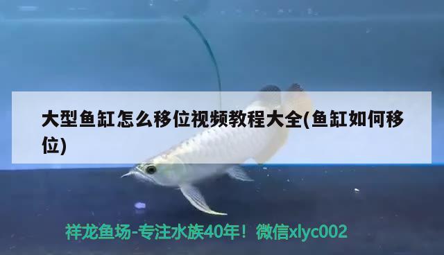 大型魚(yú)缸怎么移位視頻教程大全(魚(yú)缸如何移位)