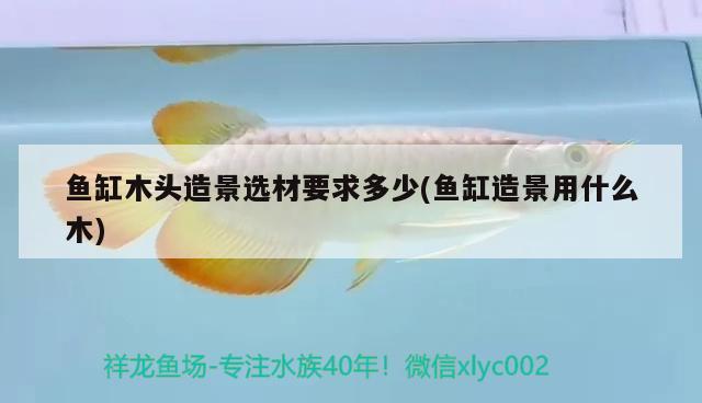 魚缸木頭造景選材要求多少(魚缸造景用什么木) 巴卡雷龍魚