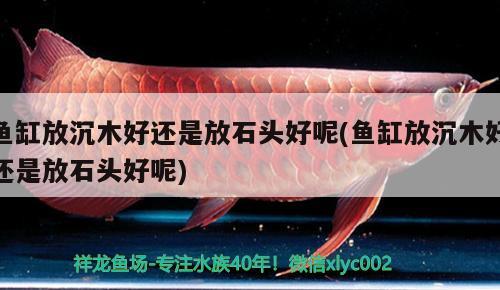 魚缸放沉木好還是放石頭好呢(魚缸放沉木好還是放石頭好呢)