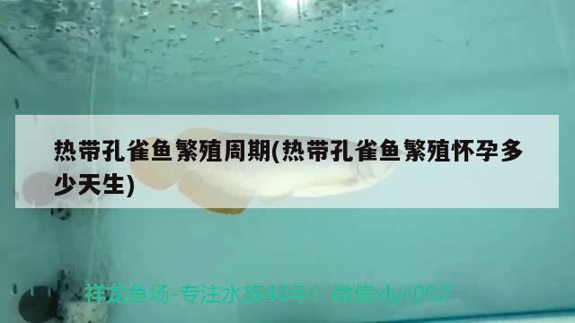 熱帶孔雀魚繁殖周期(熱帶孔雀魚繁殖懷孕多少天生)