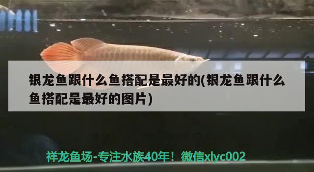 銀龍魚(yú)跟什么魚(yú)搭配是最好的(銀龍魚(yú)跟什么魚(yú)搭配是最好的圖片) 銀龍魚(yú)百科 第1張