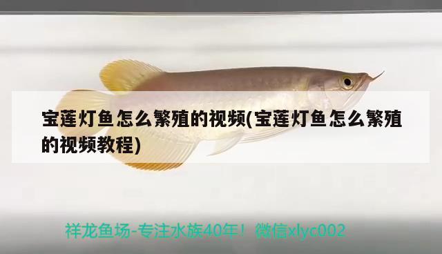 寶蓮燈魚怎么繁殖的視頻(寶蓮燈魚怎么繁殖的視頻教程)