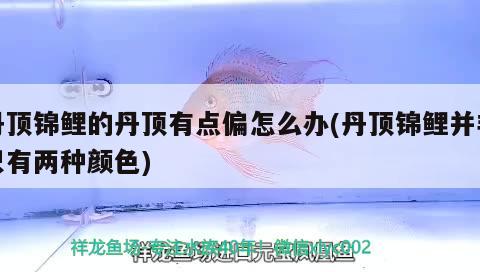 丹頂錦鯉的丹頂有點偏怎么辦(丹頂錦鯉并非只有兩種顏色) 丹頂錦鯉魚