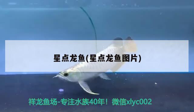 星點(diǎn)龍魚(yú)(星點(diǎn)龍魚(yú)圖片)