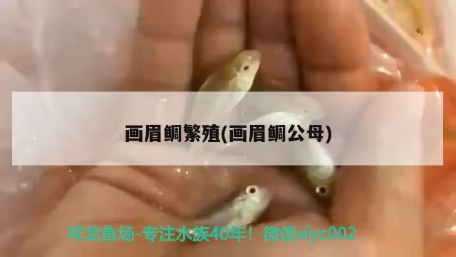 畫眉鯛繁殖(畫眉鯛公母) 觀賞魚