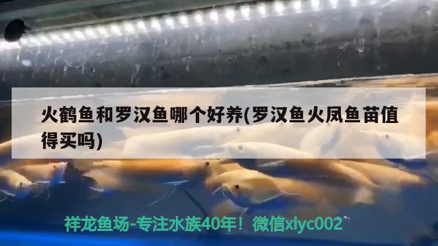 火鶴魚和羅漢魚哪個(gè)好養(yǎng)(羅漢魚火鳳魚苗值得買嗎)