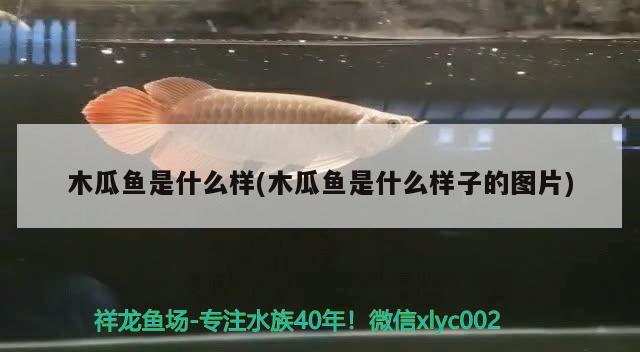 木瓜魚是什么樣(木瓜魚是什么樣子的圖片)