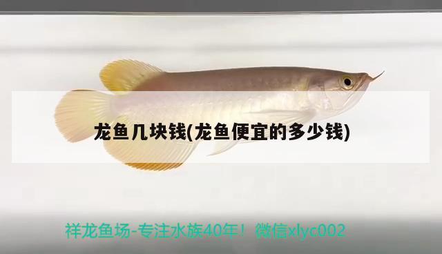 龍魚(yú)幾塊錢(qián)(龍魚(yú)便宜的多少錢(qián))