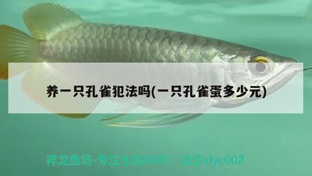 養(yǎng)一只孔雀犯法嗎(一只孔雀蛋多少元) 觀賞魚 第2張