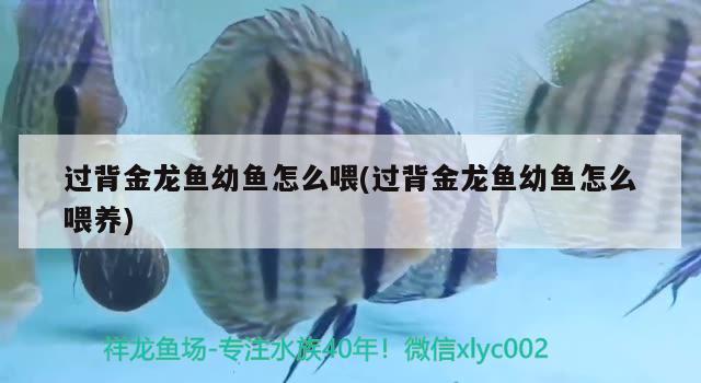 過背金龍魚幼魚怎么喂(過背金龍魚幼魚怎么喂養(yǎng))