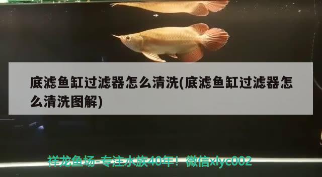 底濾魚缸過濾器怎么清洗(底濾魚缸過濾器怎么清洗圖解)