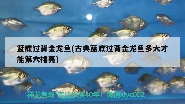 籃底過背金龍魚(古典藍(lán)底過背金龍魚多大才能第六排亮)