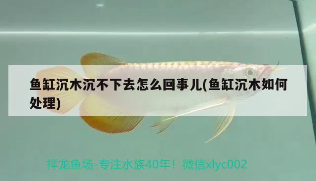 魚缸沉木沉不下去怎么回事兒(魚缸沉木如何處理)