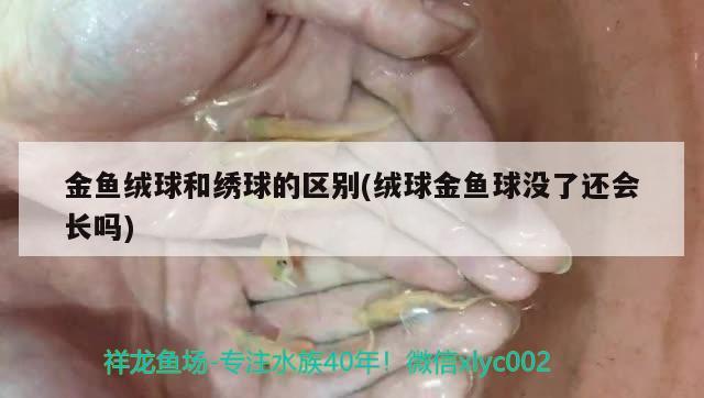 金魚絨球和繡球的區(qū)別(絨球金魚球沒了還會長嗎) 觀賞魚