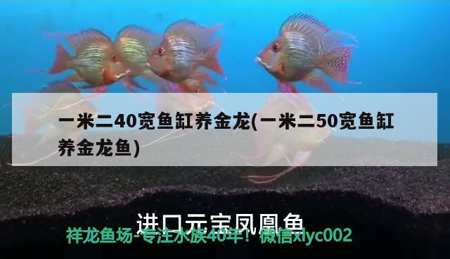 一米二40寬魚缸養(yǎng)金龍(一米二50寬魚缸養(yǎng)金龍魚) 黃金達(dá)摩魚