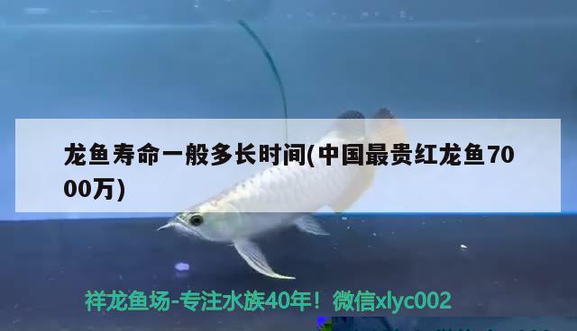 龍魚(yú)壽命一般多長(zhǎng)時(shí)間(中國(guó)最貴紅龍魚(yú)7000萬(wàn))