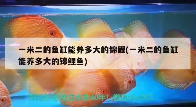 一米二的魚缸能養(yǎng)多大的錦鯉(一米二的魚缸能養(yǎng)多大的錦鯉魚)