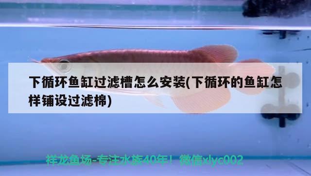 下循環(huán)魚(yú)缸過(guò)濾槽怎么安裝(下循環(huán)的魚(yú)缸怎樣鋪設(shè)過(guò)濾棉) 金龍福龍魚(yú)