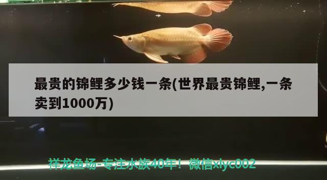 最貴的錦鯉多少錢一條(世界最貴錦鯉,一條賣到1000萬)